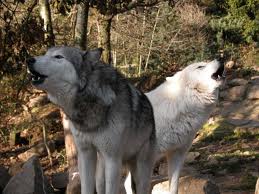 loups