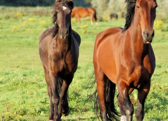 chevaux