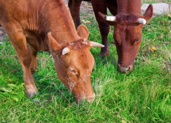 vaches aubrac