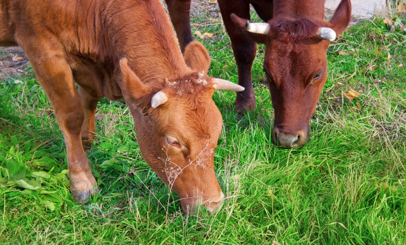 vaches aubrac