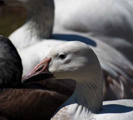 canard