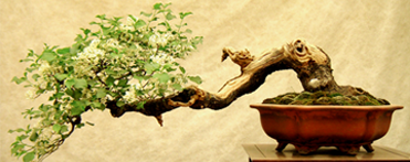 bonsai