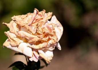 rose abimée