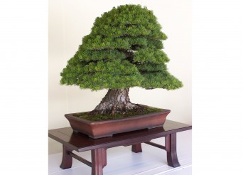 Bonsai