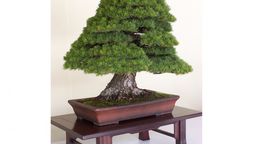 Bonsai