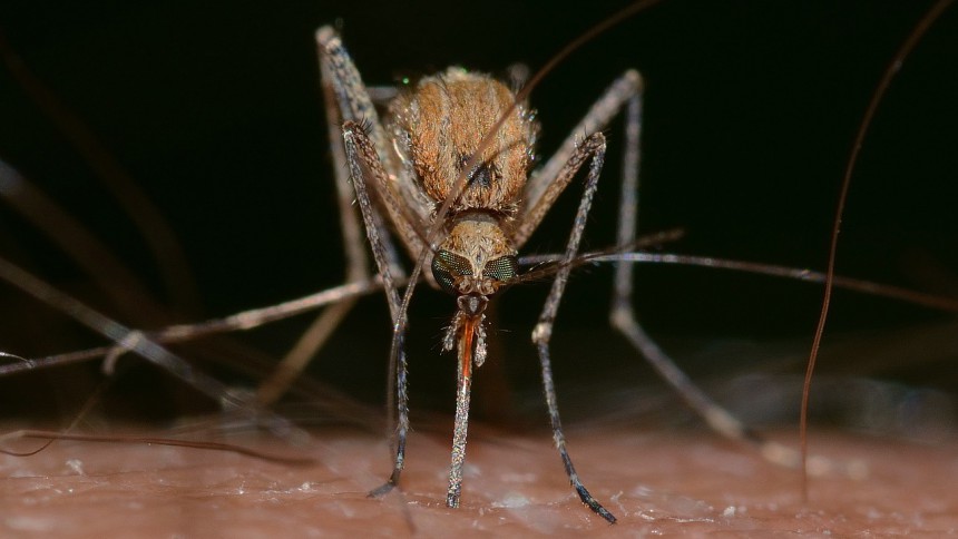 moustique sur la peau