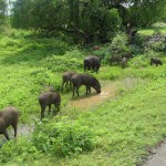 Des sangliers au Sri-Lanka