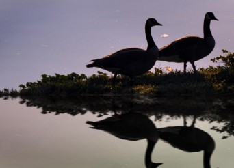 Deux oies gambadant au bord d'une rivière ou lac.