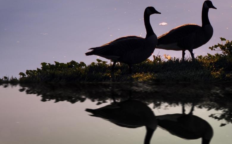 Deux oies gambadant au bord d'une rivière ou lac.