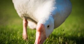 foie gras canard