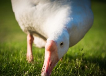 foie gras canard