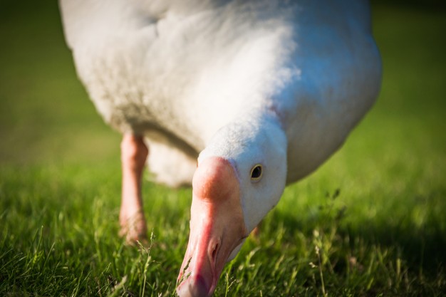 foie gras canard