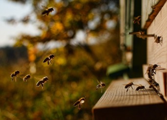 Ruche prise de proche ayant de nombreuses abeilles qui arrivent.
