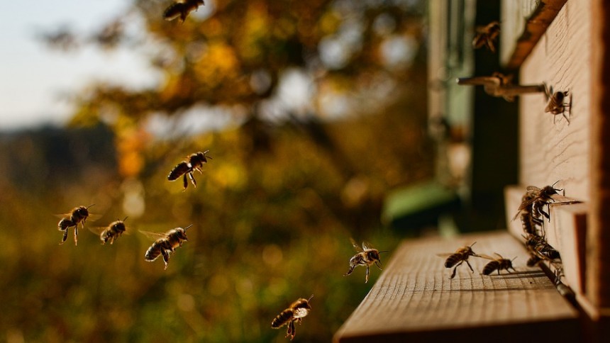 Ruche prise de proche ayant de nombreuses abeilles qui arrivent.