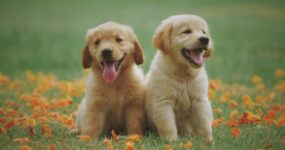 chiots